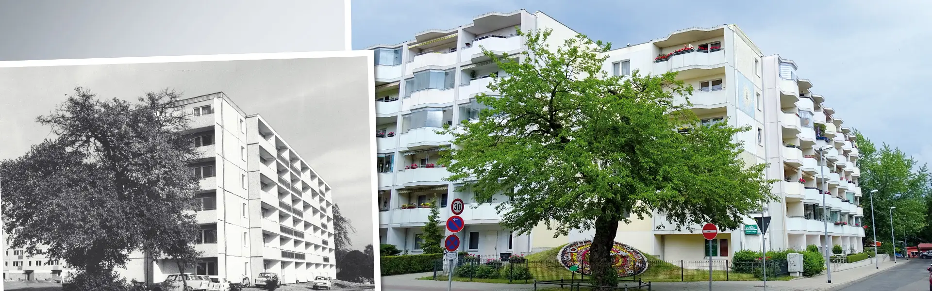 Eine Bildmontage, die ein Wohngebäude und einen davorstehenden Baum im Wandel der Zeit zeigt. Links ist eine Schwarz-Weiß-Aufnahme des Gebäudes mit einem jüngeren Baum davor zu sehen. Rechts zeigt ein aktuelles Farbfoto dasselbe Gebäude, das modernisiert wurde und nun über geschwungene Balkone verfügt. Der Baum ist deutlich gewachsen und hat eine prächtige Krone entwickelt. Am Fuße des Baumes ist ein rundes Mosaik im Boden eingelassen.